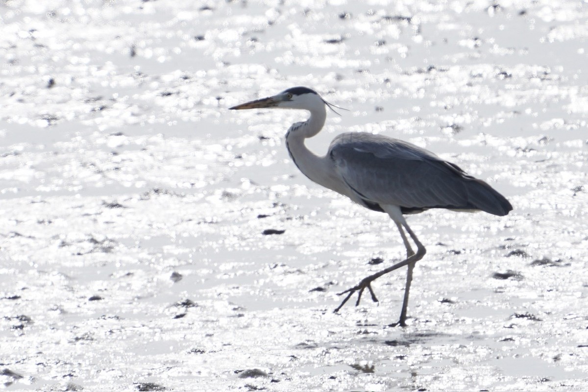 Gray Heron - ML619341856