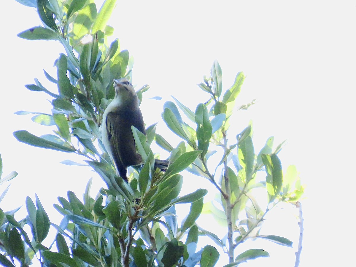 Black-whiskered Vireo - ML619341859