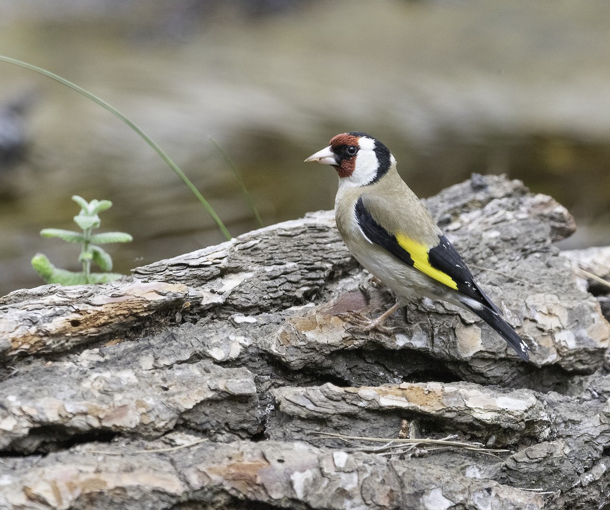 European Goldfinch - ML619341861