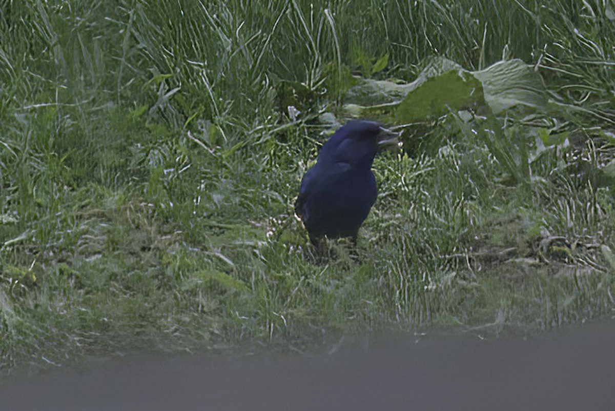 Indigo Bunting - ML619341870