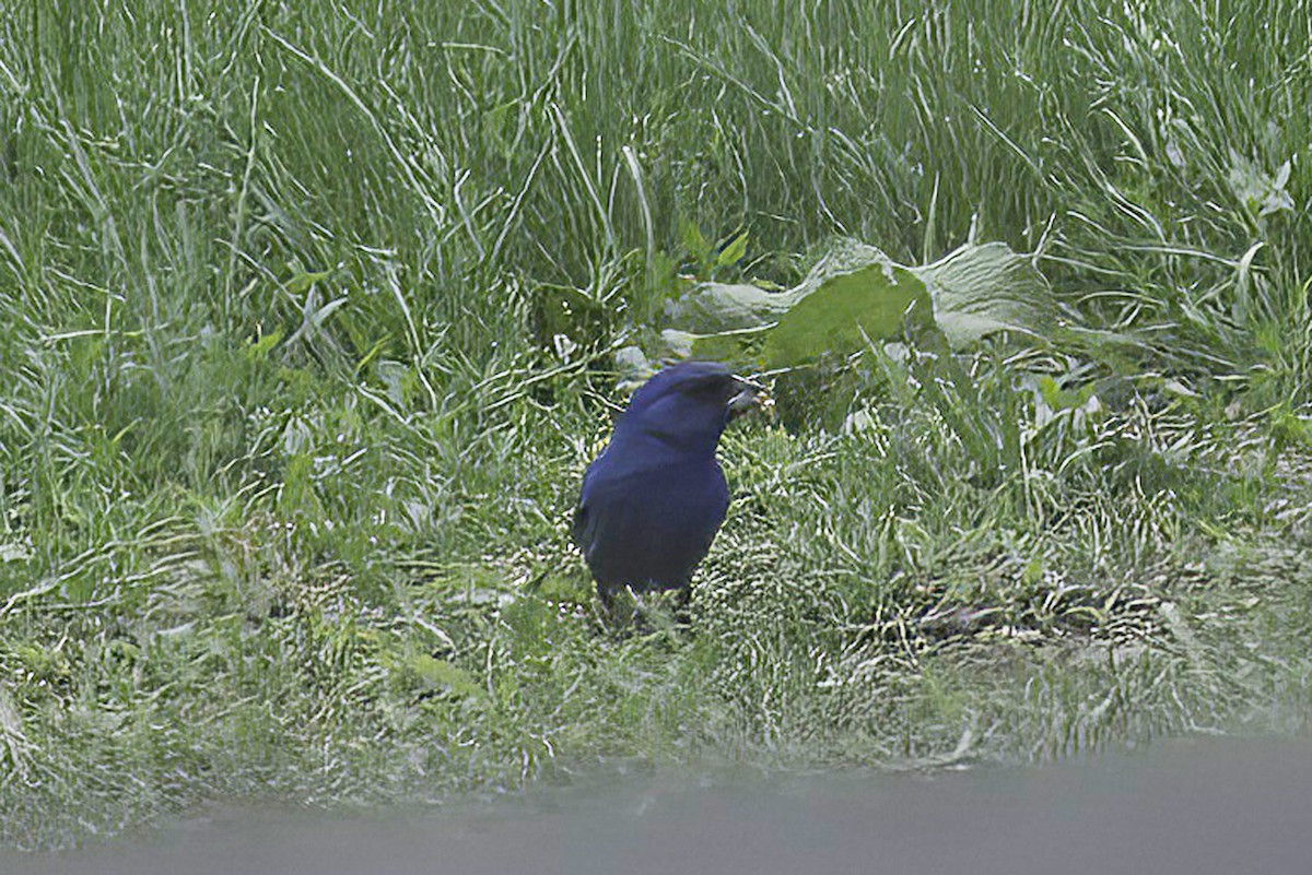 Indigo Bunting - Jim Tonkinson