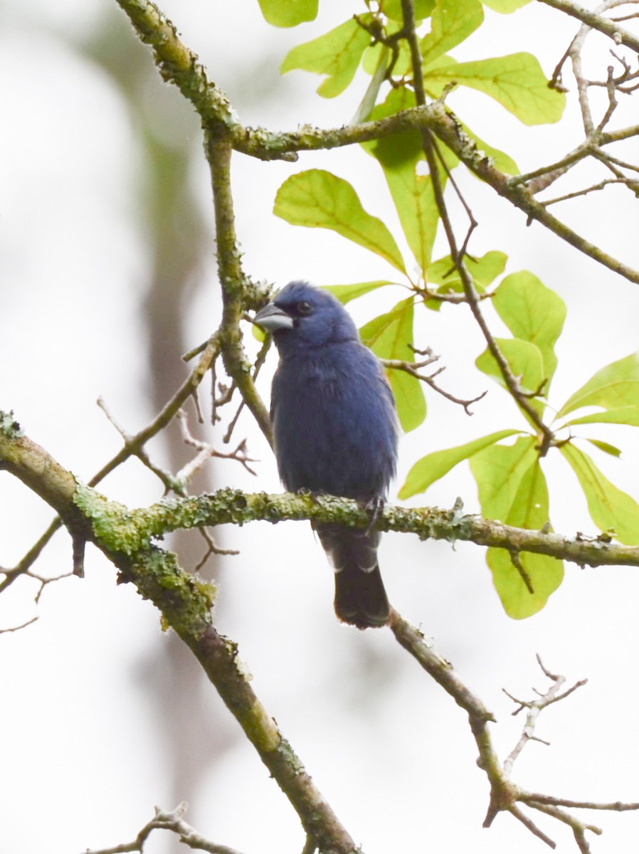 Blue Grosbeak - ML619341879