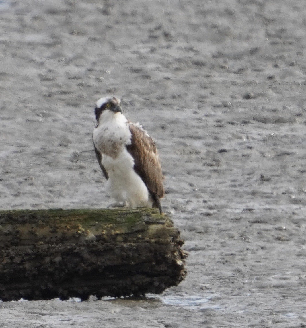 Osprey (haliaetus) - ML619341883