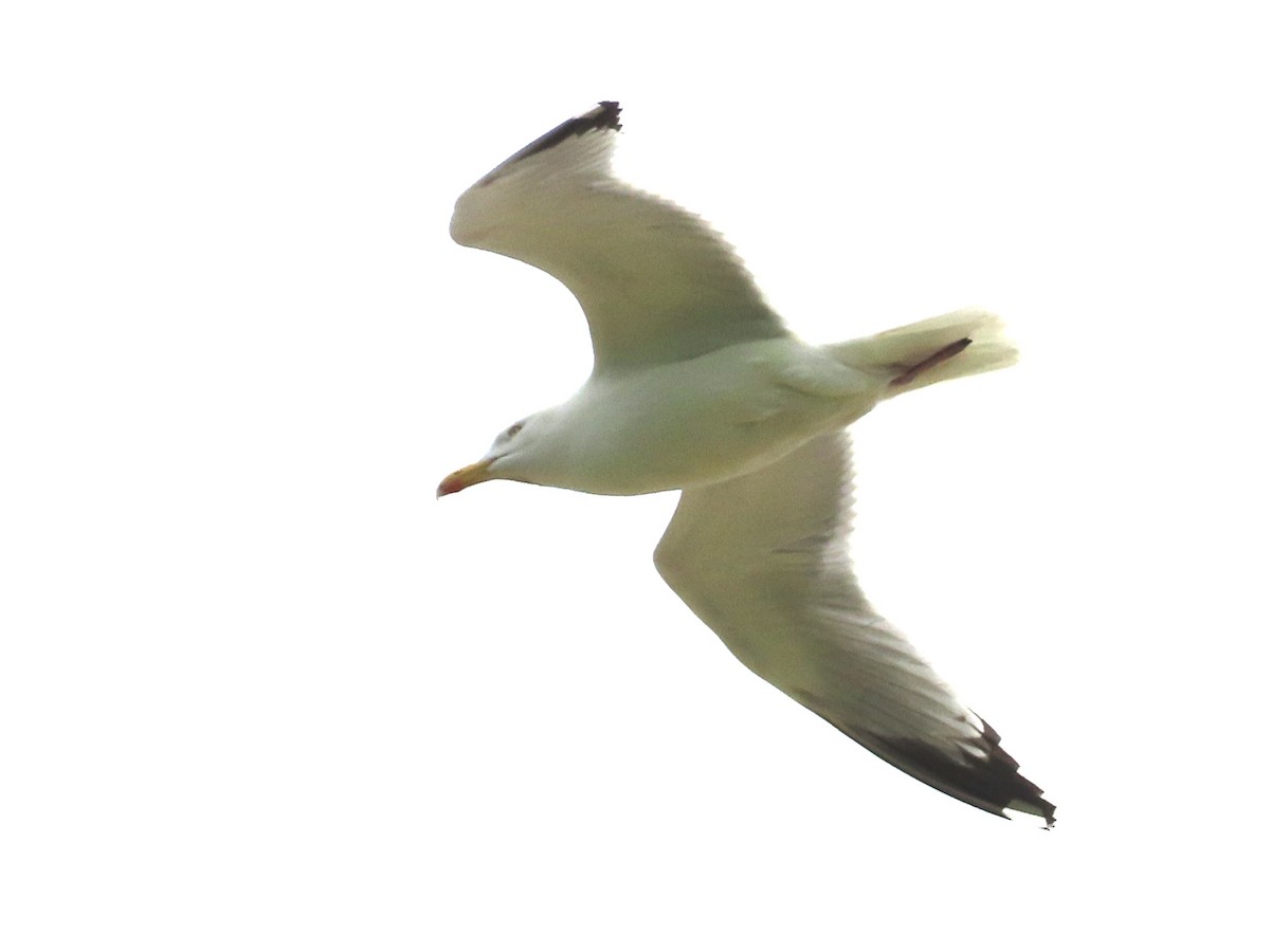 Herring Gull - christopher stuart elmer