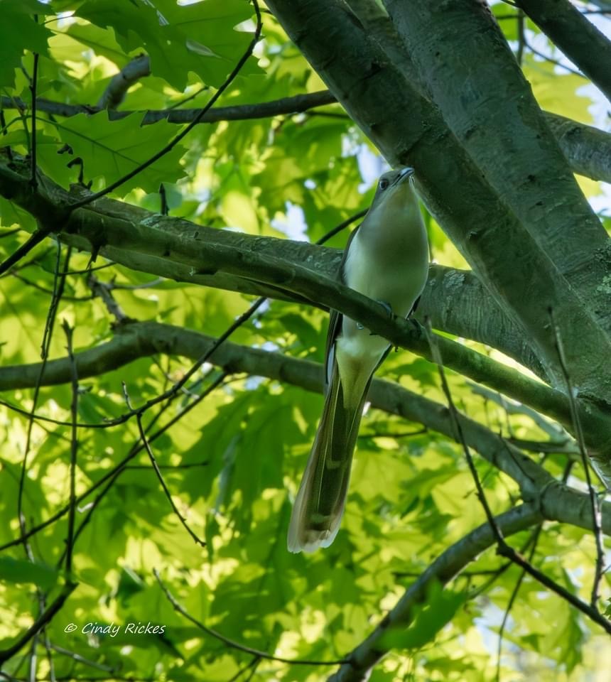 Black-billed Cuckoo - Cindy Rickes