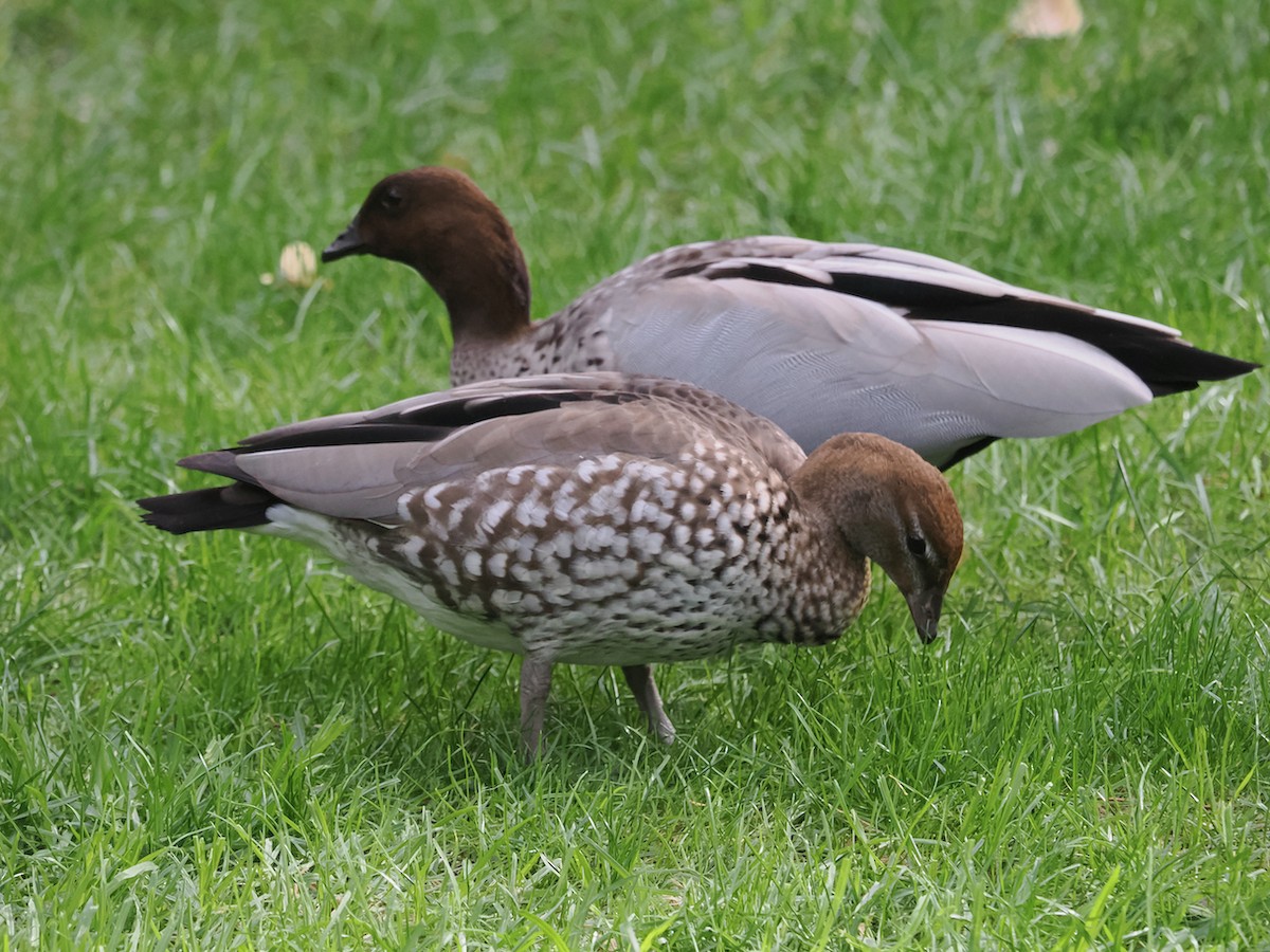 Canard à crinière - ML619341893