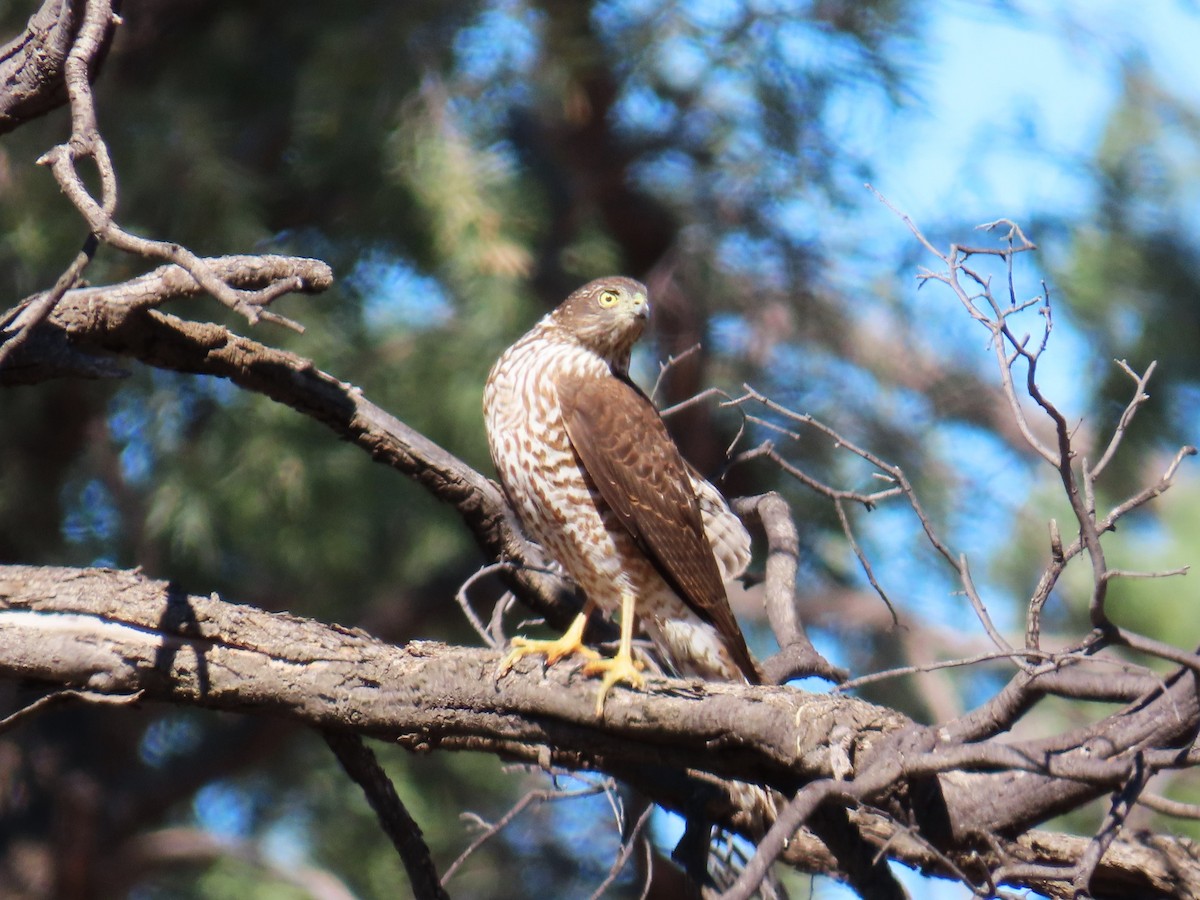 Collared Sparrowhawk - ML619341894