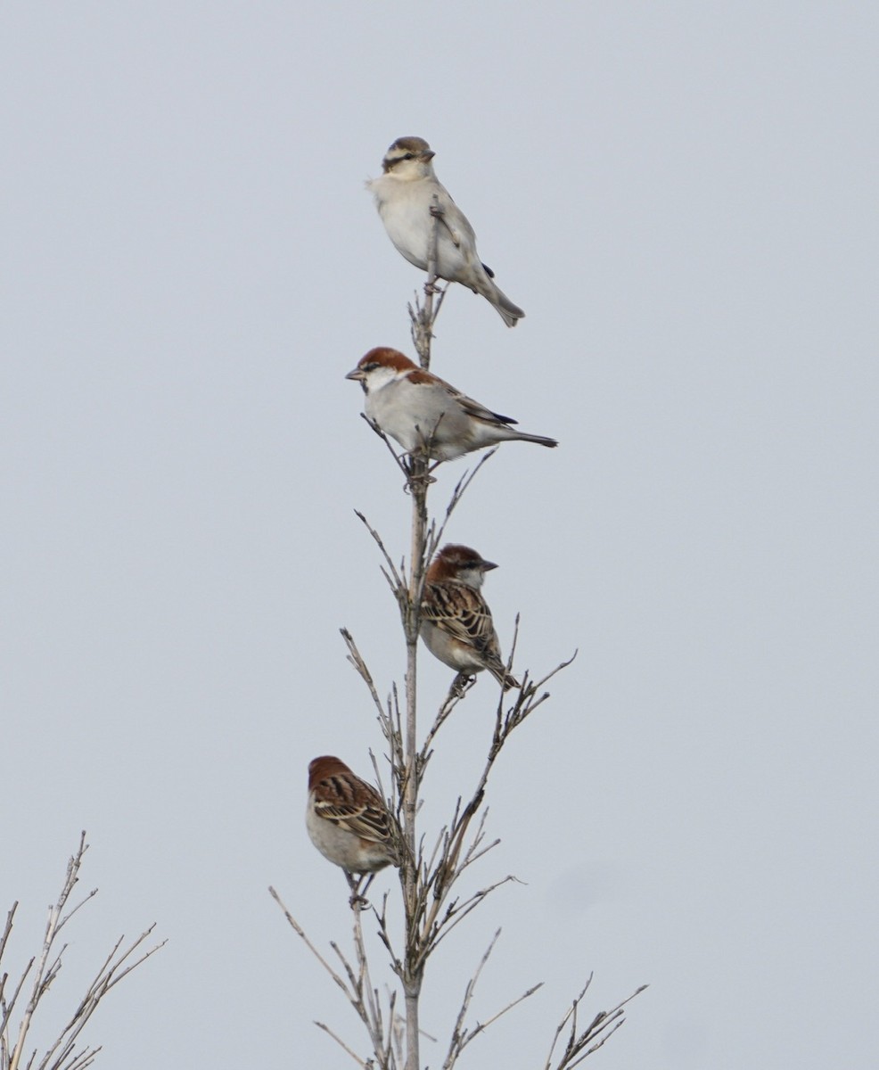 Russet Sparrow - Cliff Halverson