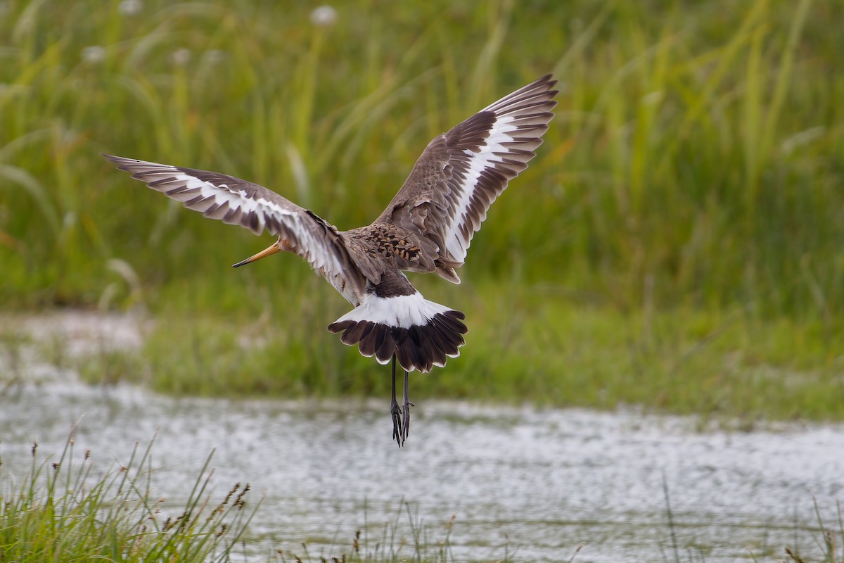 Black-tailed Godwit - Jeffrey Leguit