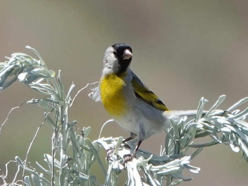 Lawrence's Goldfinch - Mario Borunda