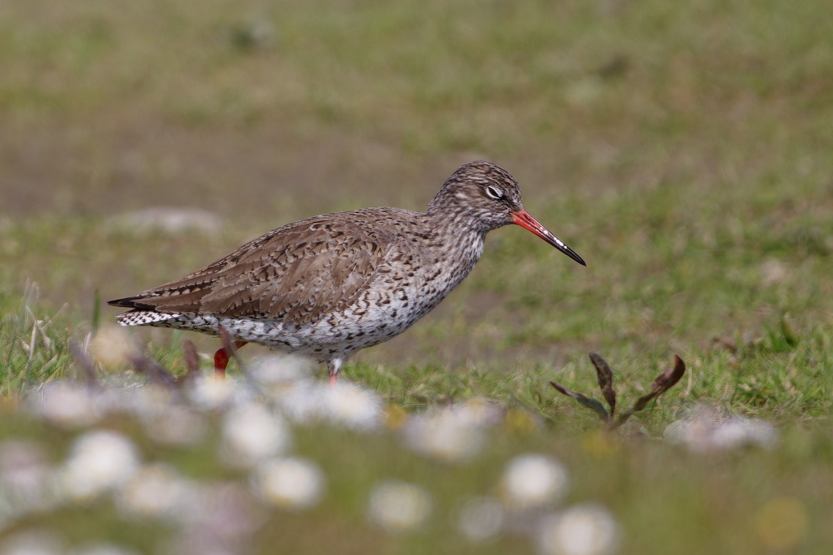 Common Redshank - ML619341936