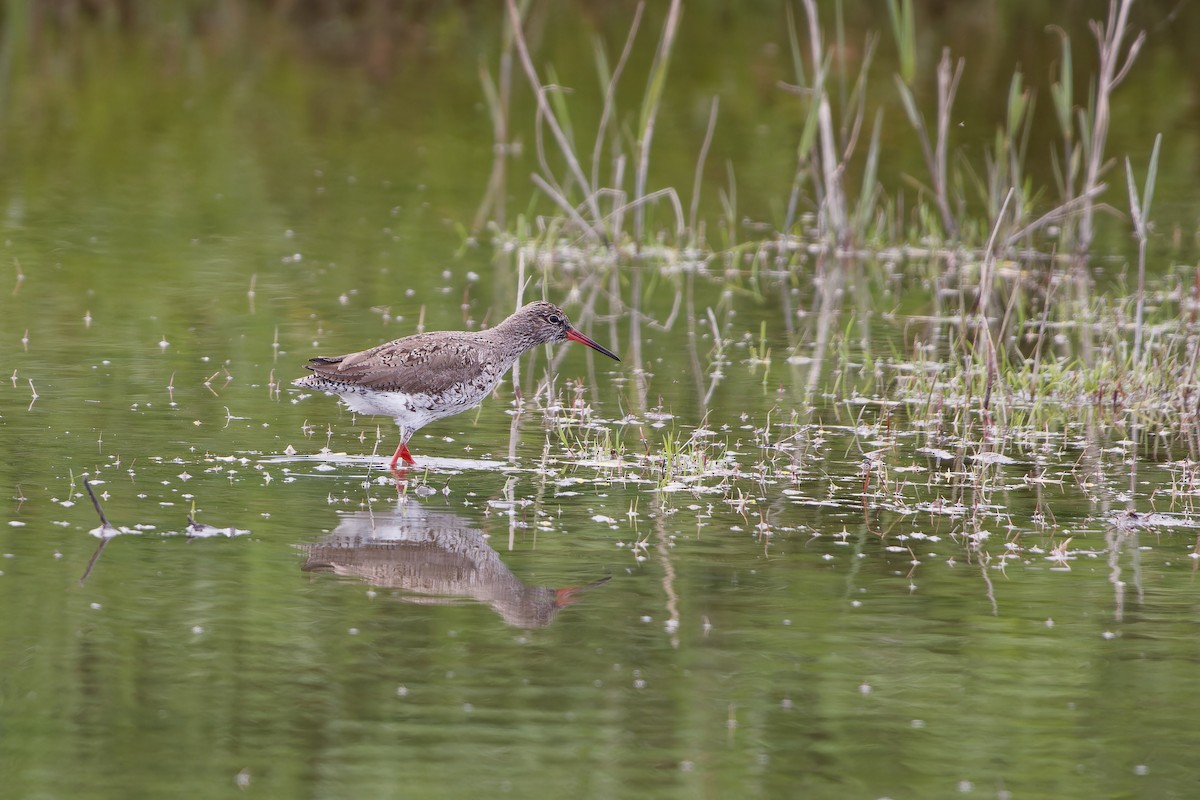 Common Redshank - ML619341939