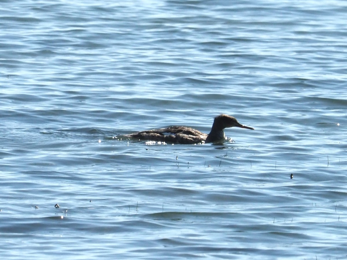 Red-breasted Merganser - ML619341951