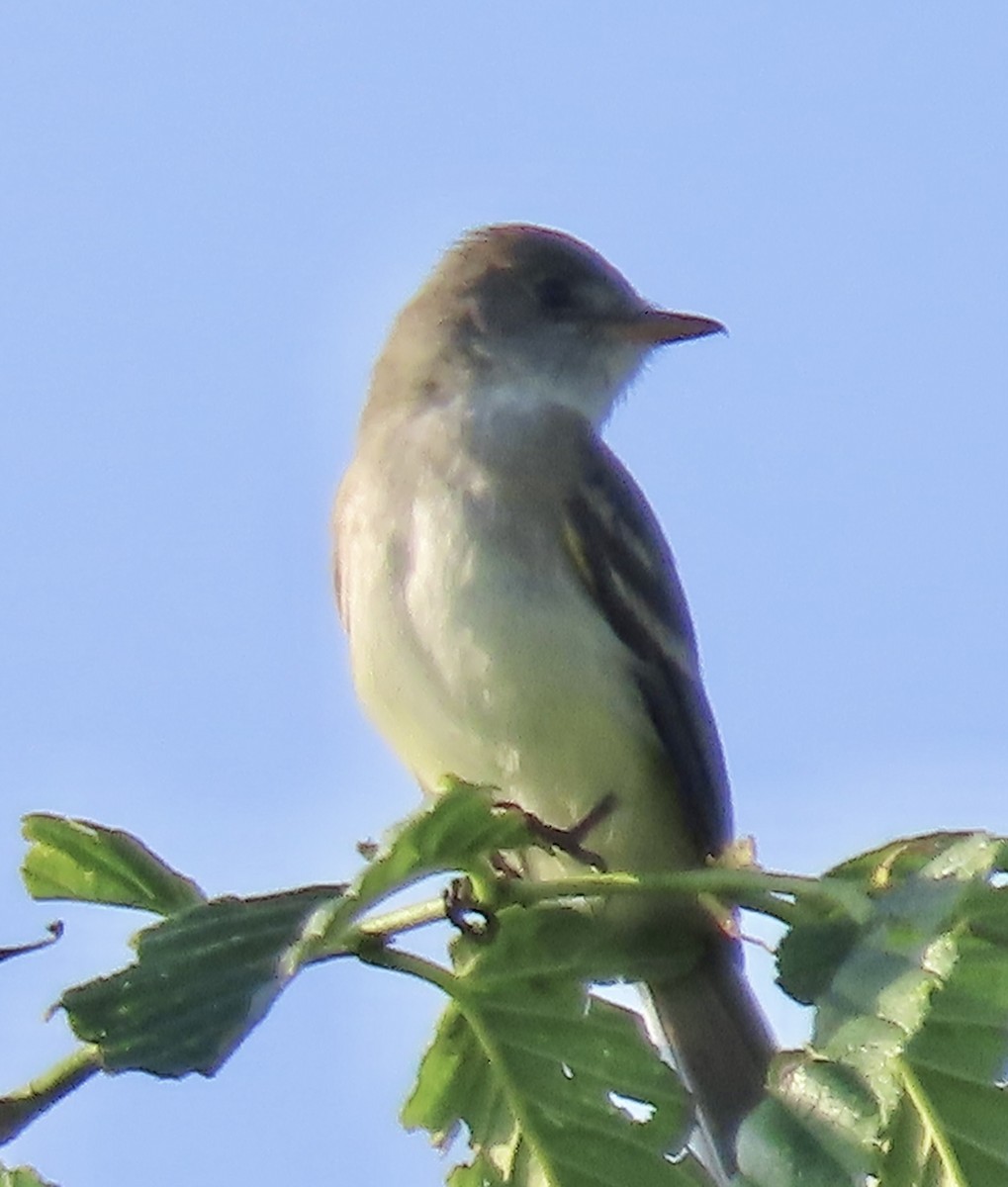 Willow Flycatcher - ML619341968