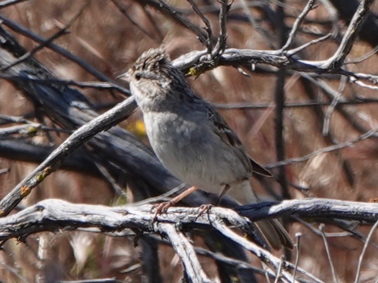 Brewer's Sparrow - Mario Borunda