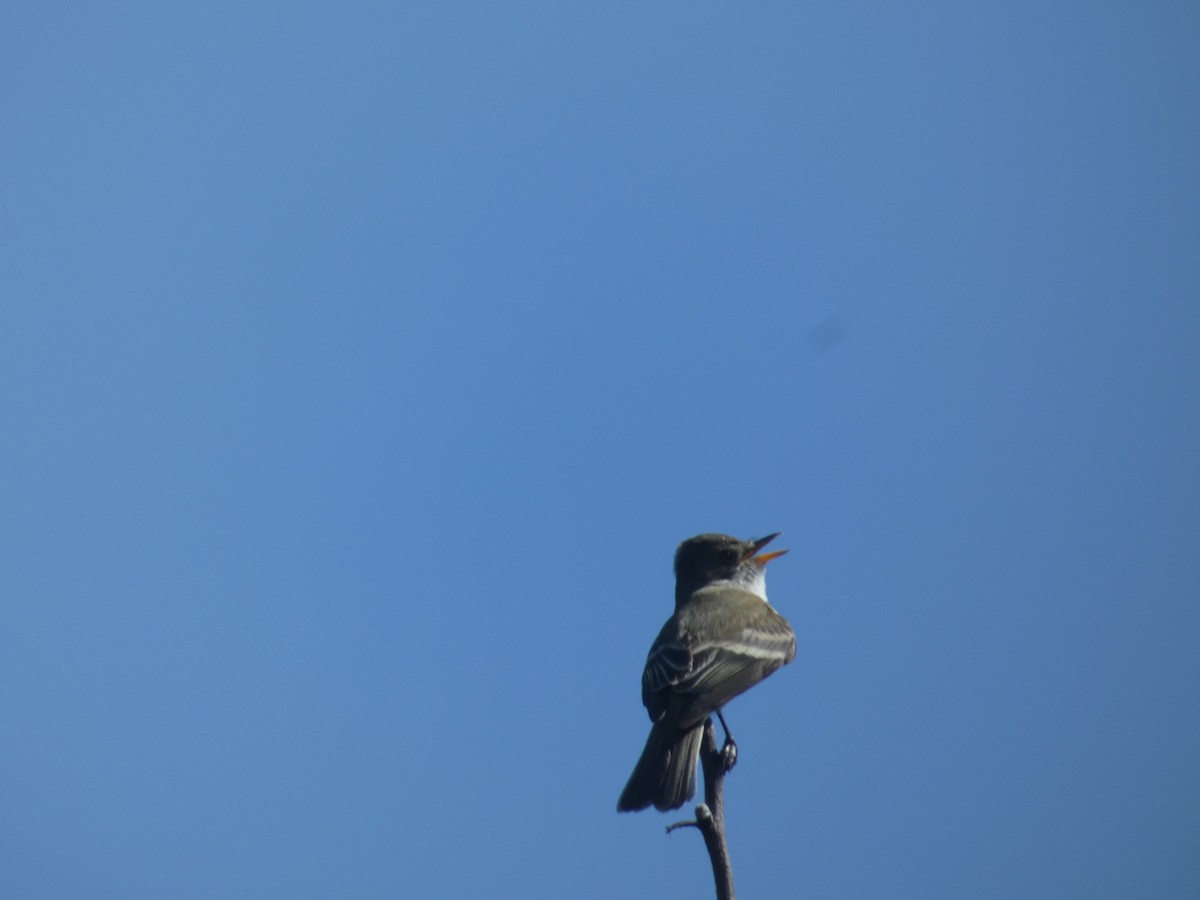 Willow Flycatcher - david collopy