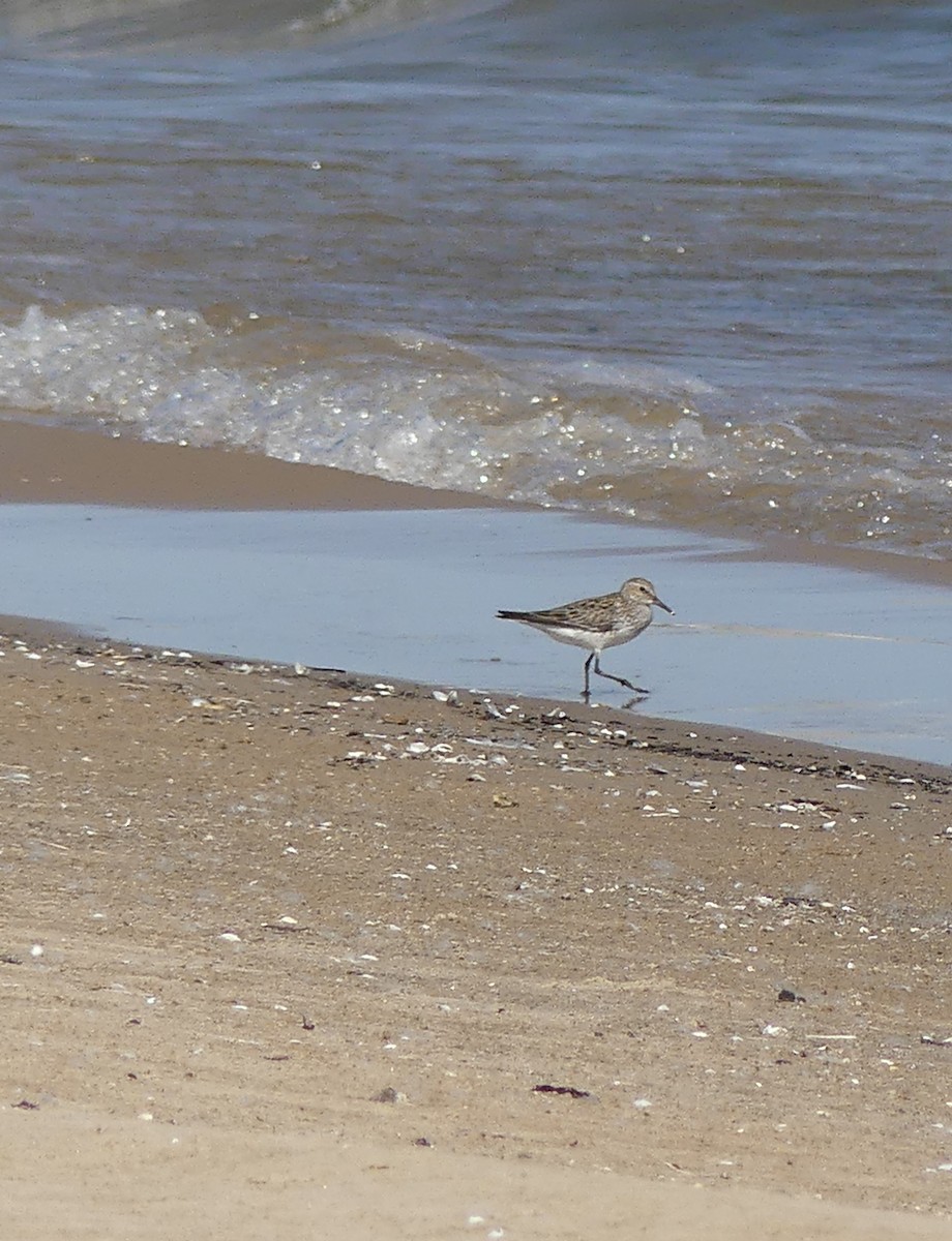 White-rumped Sandpiper - ML619341983