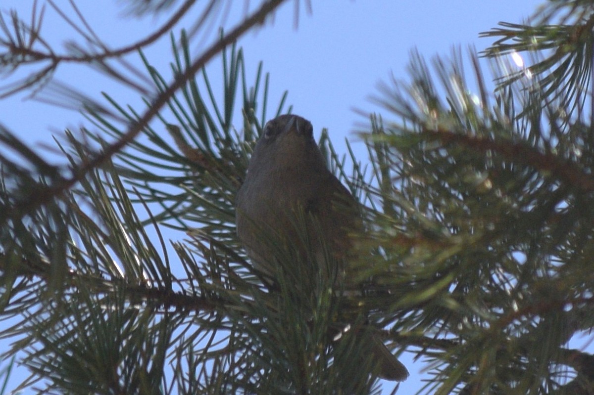 Colima Warbler - ML619341988