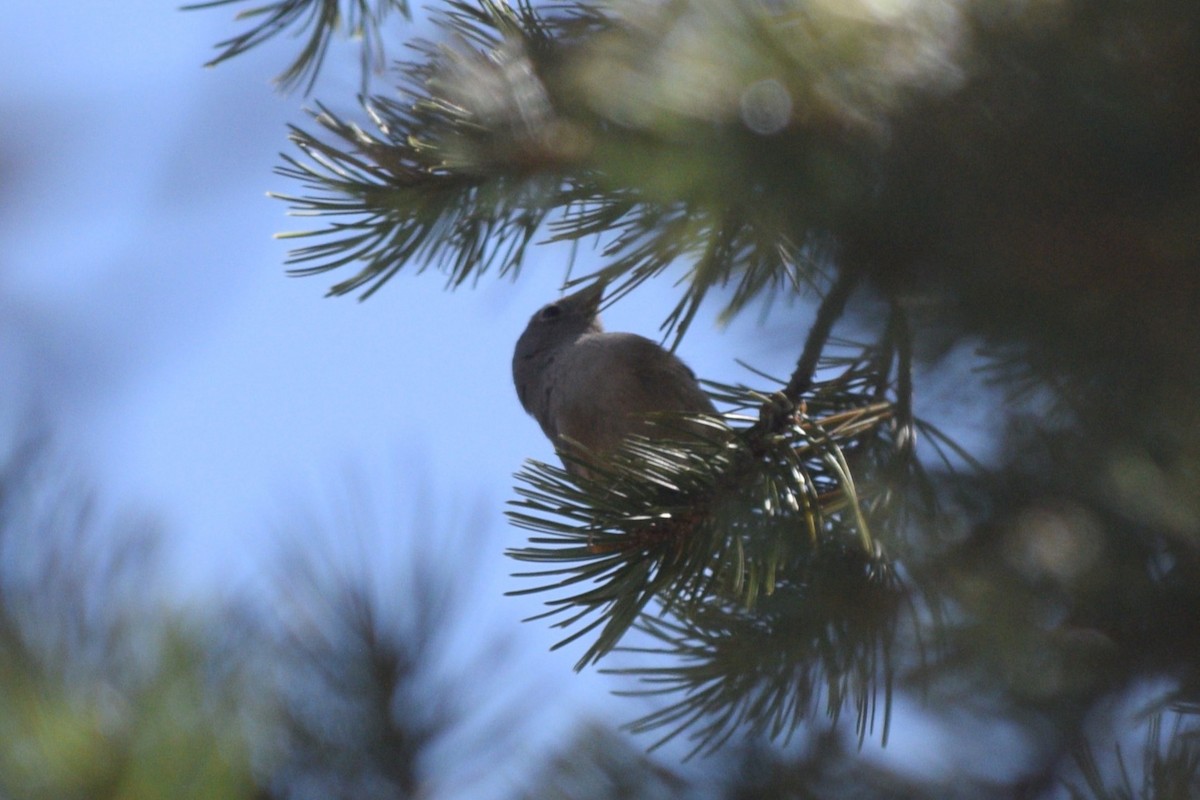 Colima Warbler - William Harmon