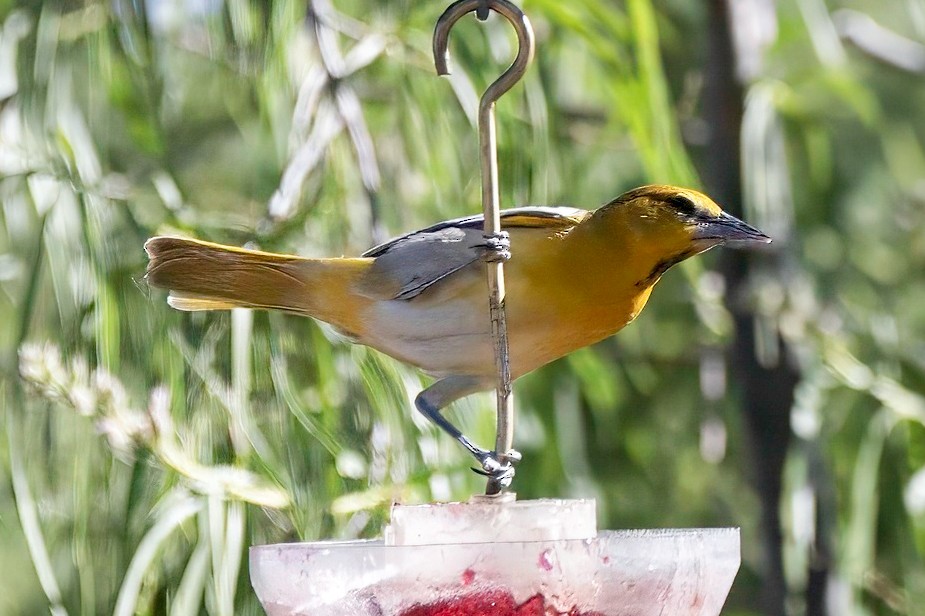 Bullock's Oriole - LAURA FRAZIER