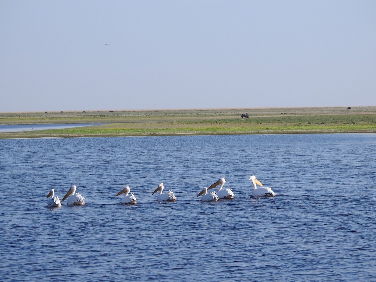 Great White Pelican - Alastair Newton