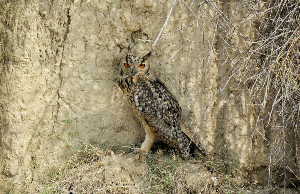 Rock Eagle-Owl - ML619342063