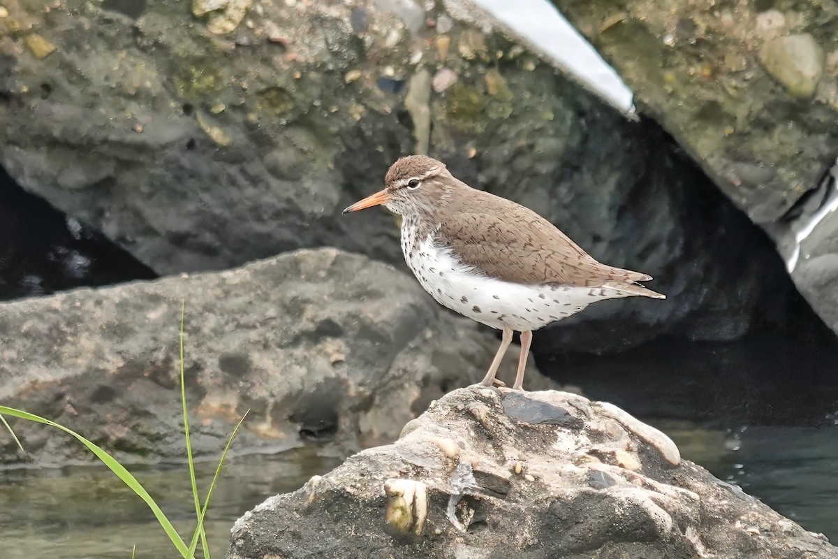 Spotted Sandpiper - Alan Mitchnick