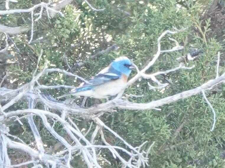 Lazuli Bunting - Mario Borunda