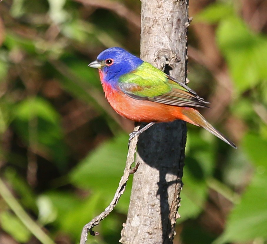 Painted Bunting - Jim Browning