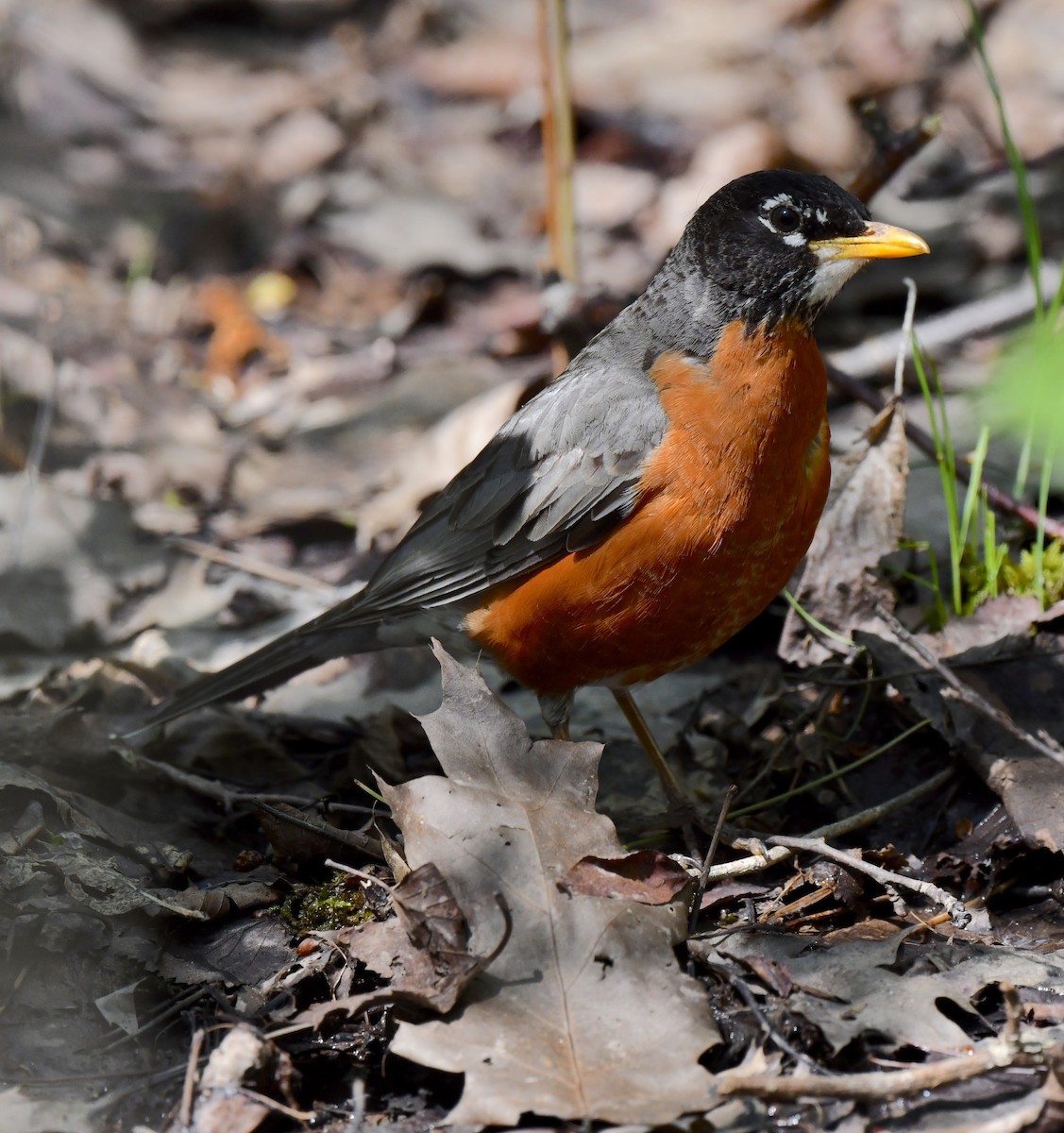 American Robin - Kristen Cart