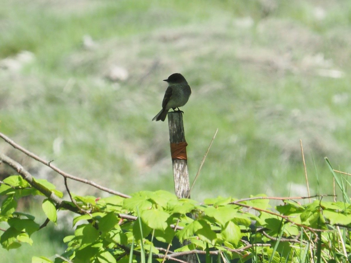 Eastern Phoebe - ML619342139