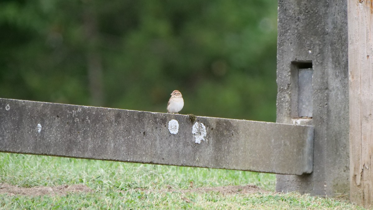 Chipping Sparrow - ML619342155