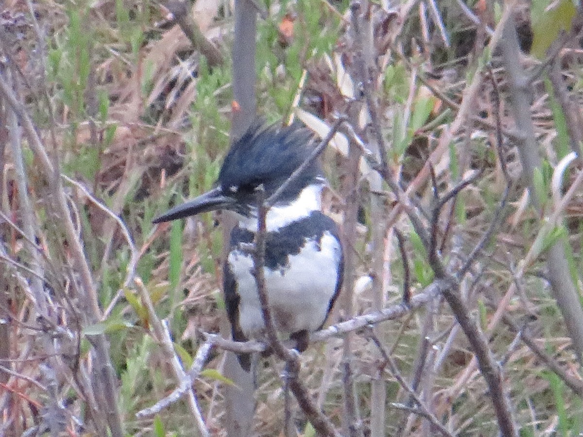 Belted Kingfisher - Cliff Long