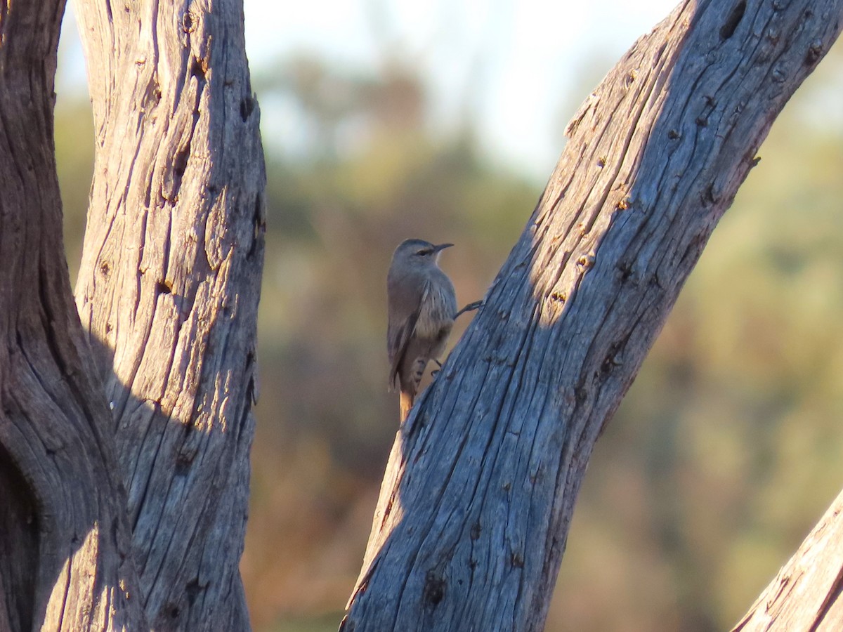 Brown Treecreeper - ML619342177