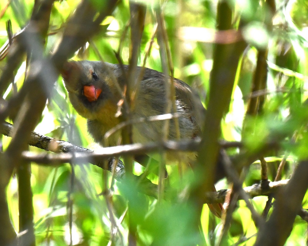 Northern Cardinal - ML619342178