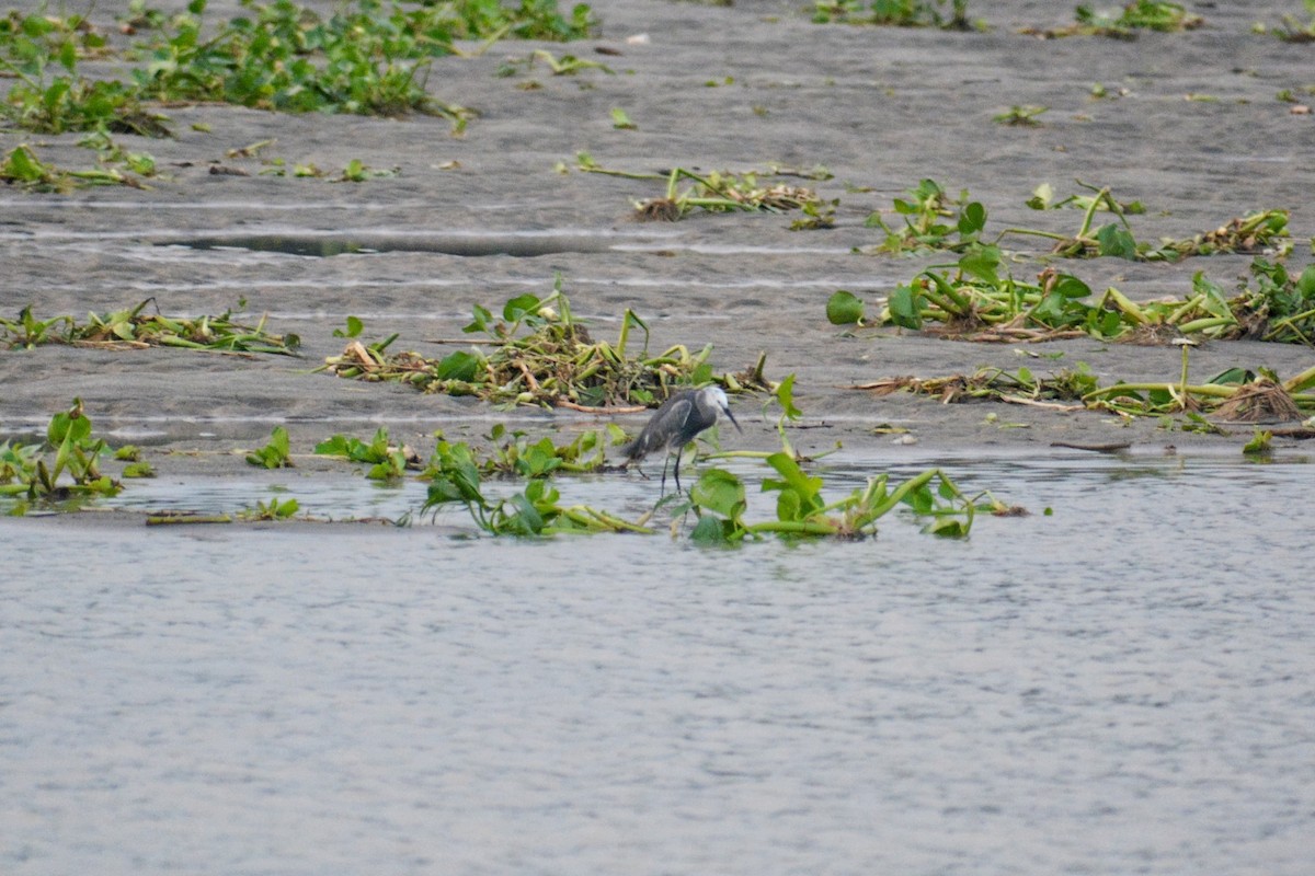 Little Egret - ML619342180
