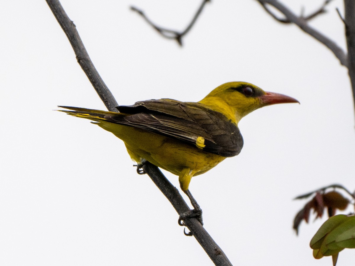 Indian Golden Oriole - Jagdish Jatiya