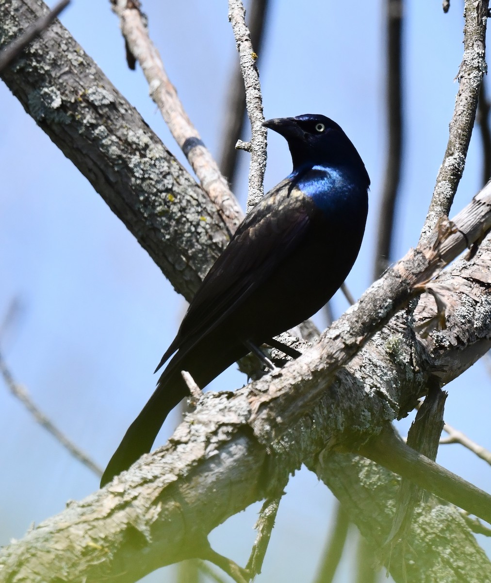 Common Grackle - Kristen Cart