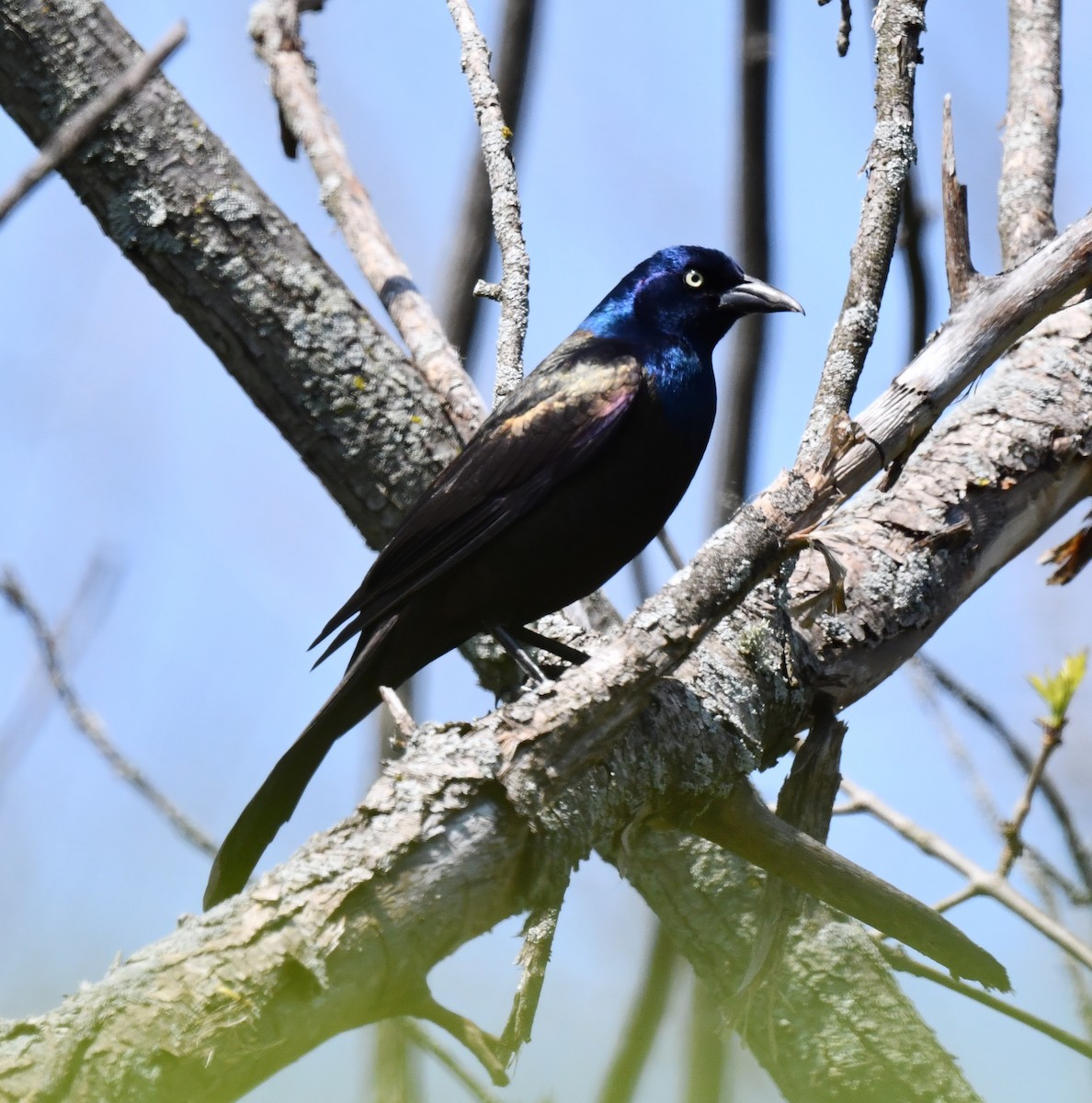 Common Grackle - Kristen Cart