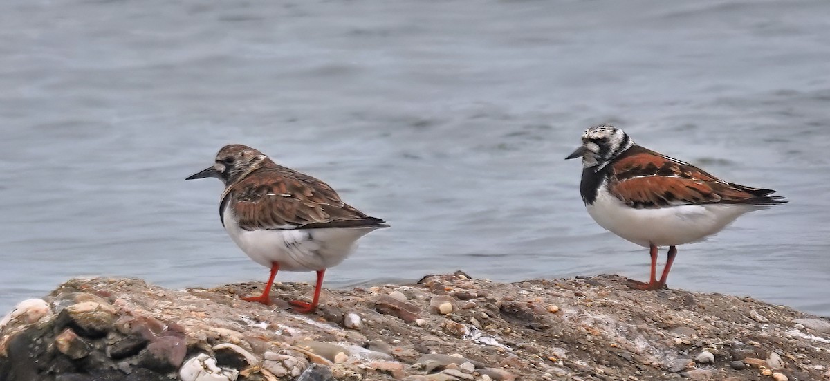 Ruddy Turnstone - Alan Mitchnick