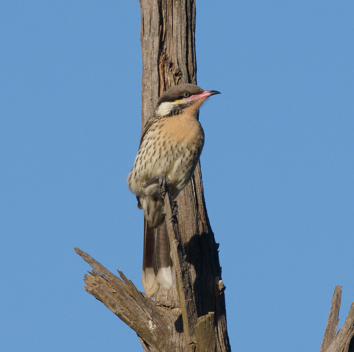 Spiny-cheeked Honeyeater - ML619342191