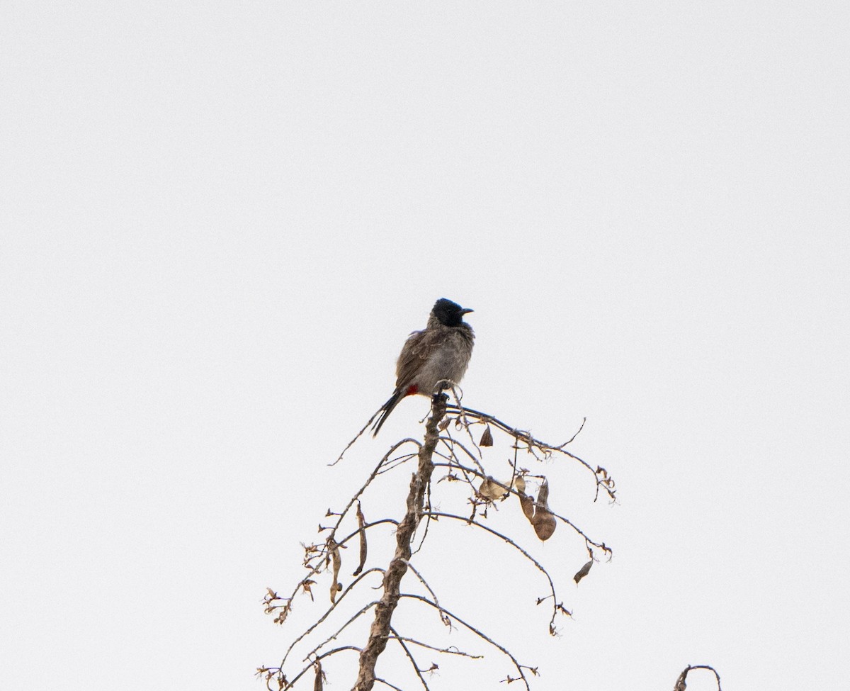 Red-vented Bulbul - Jagdish Jatiya