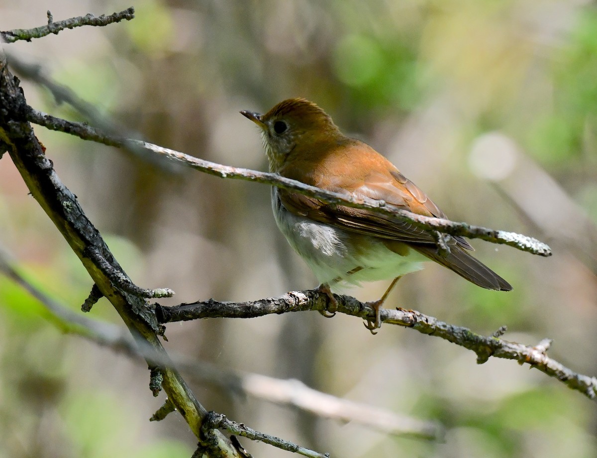 Veery - ML619342201