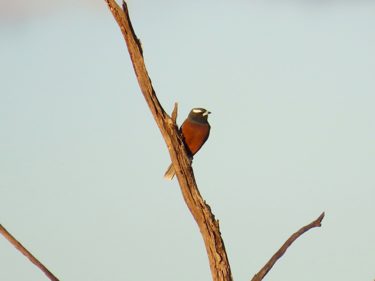 White-browed Woodswallow - Chunhong LIU