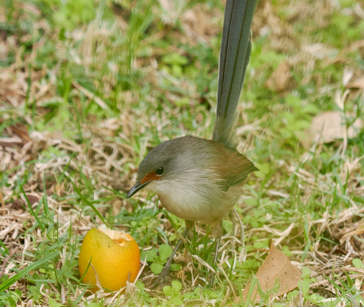 Red-winged Fairywren - ML619342220