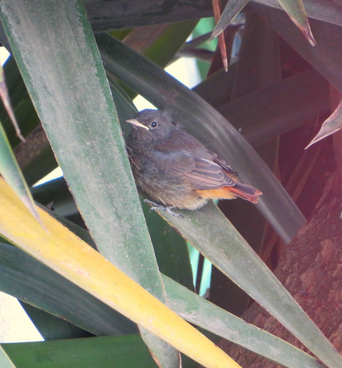 Black Redstart - ML619342226