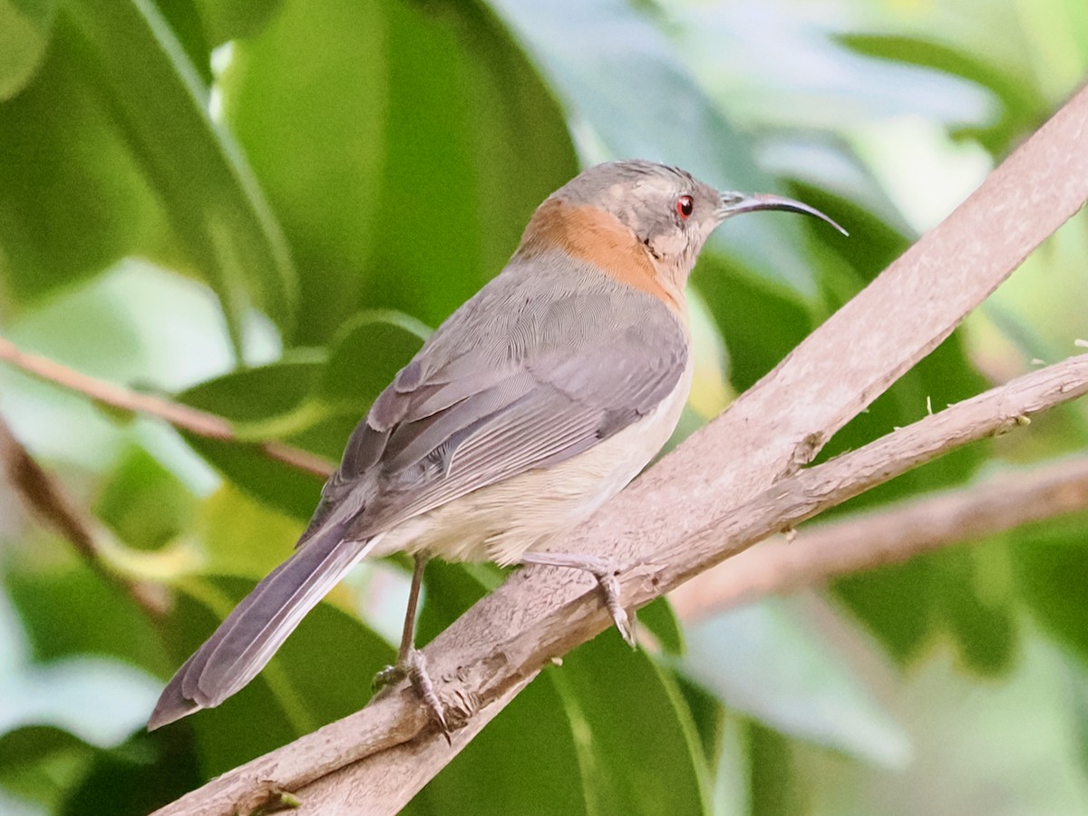 Western Spinebill - Ken Glasson