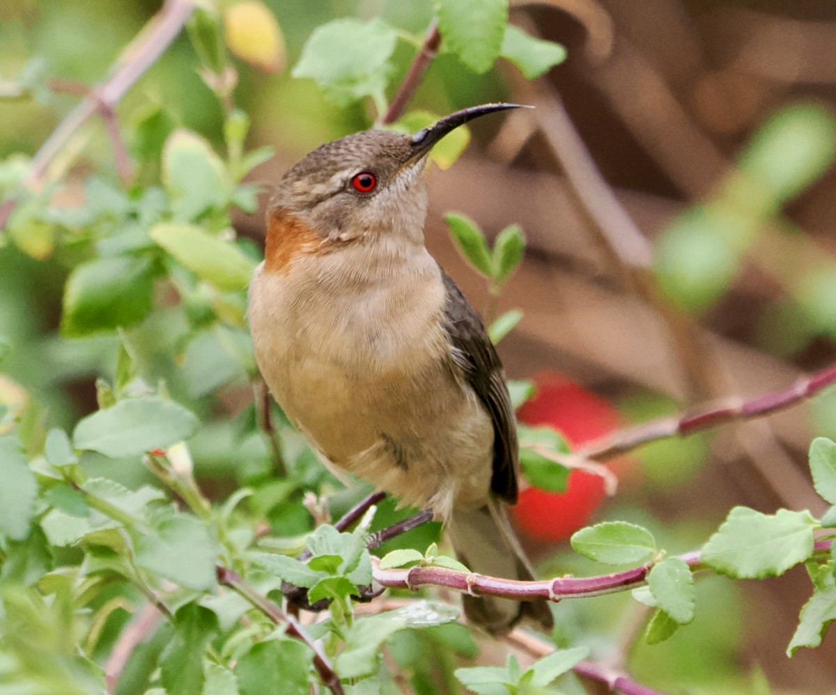 Western Spinebill - ML619342242