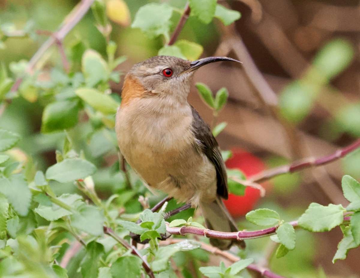 Western Spinebill - ML619342243