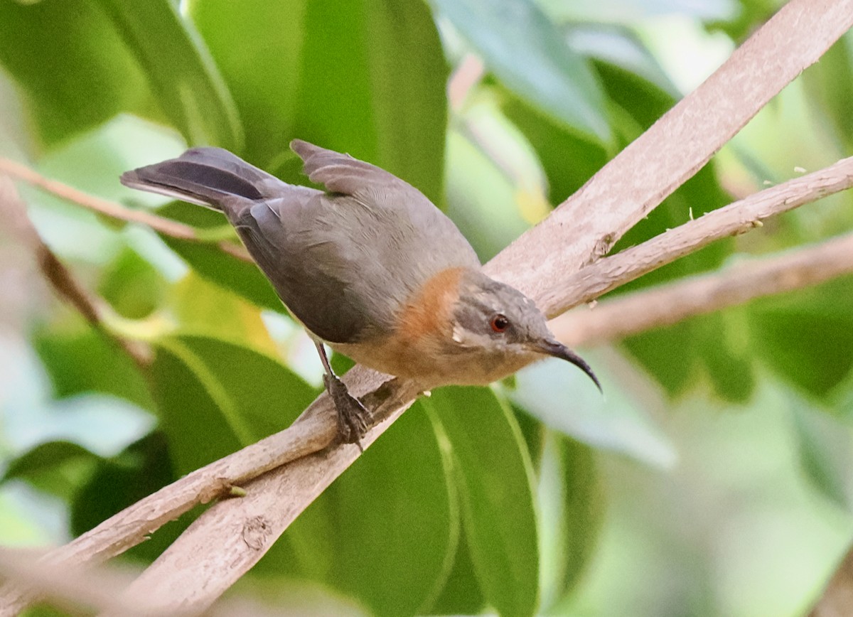 Western Spinebill - ML619342244